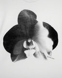 Orchid on White