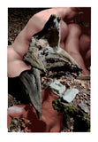40" x 60" image